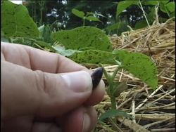 Plant Growth, Development, and Response: Video Review Instructional Video