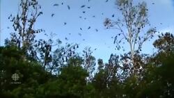 100,000 bats take over Aussie town News Clip