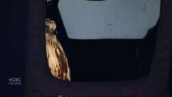 Watch two rehabilitated hawks get released near Edmonton News Clip