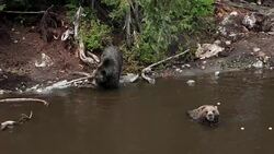 Grizzly Bear Stock Footage
