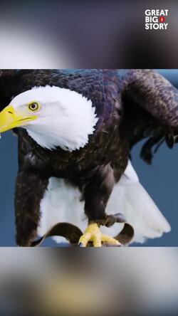 Soaring back, The recovery of the northern bald eagle Instructional Video