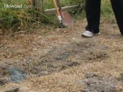 How To Grow Sweet Peas Instructional Video