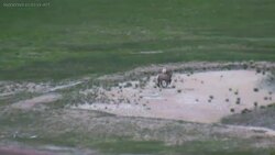 Yellowstone National Park - Elk in the Upper Geyser Basin Instructional Video