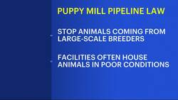 New York's pet sales ban could force local shops to close News Clip