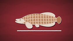 I WONDER - What Fish Live In The Amazon River? Instructional Video