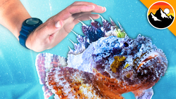 STUNG Twice - Scorpion Fish vs Lionfish! Instructional Video
