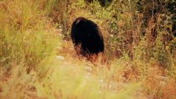 Bears: The Giants of the Wild Instructional Video