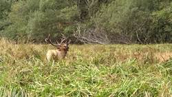 Redwood National and State Parks - 1st Grade - Structure and Function - Lesson 2 of 3. Animal Teeth. Instructional Video