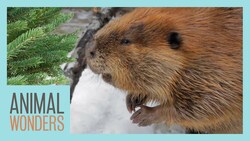 Huckleberry the Beaver Gets a Tree! Instructional Video