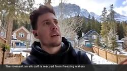 #TheMoment an elk is rescued from freezing waters News Clip