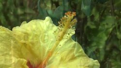 How to Sing Along with a Ukulele Instructional Video