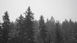 Snow Storm in woodlands - SLOW MOTION Stock Footage