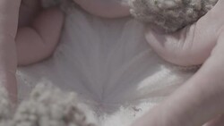 Hands parting wool on Merino Ram, slow motion, slow motion Stock Footage