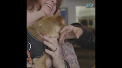Eat, Drink, and Adopt at Fido's - the World's First Dog Tap House is Your Daily Diversion Instructional Video