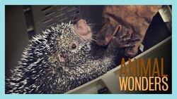 Kemosabe the Porcupine Goes To The Vet Instructional Video