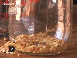 How to Grow Wheatgrass Instructional Video