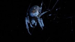 huge spider chews the jaws Stock Footage