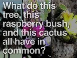 Plants With Flowers: Flowers Everywhere Instructional Video