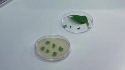 Lab-grown coffee could cut carbon footprint News Clip