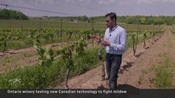 Ontario winery tests new green tech to reduce fungicide use News Clip