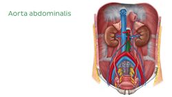 Aorta abdominalis Instructional Video