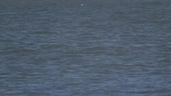 Beluga whale spotted in the Thames 'swimming strongly and feeding normally' Stock Footage