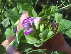 Fundamentals of Genetics: Gregor Mendel's Discoveries Instructional Video