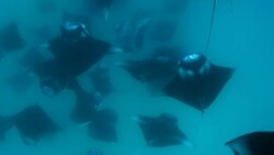 Manta Rays in Hanifaru bay, Maldives Stock Footage