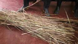 Sedge grass straws make comeback in Uganda Instructional Video
