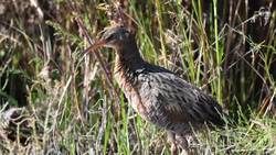 NASA Technology Aids Wildlife Conservation Instructional Video