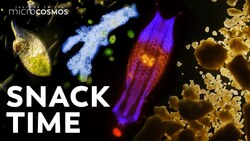 The Many Ways Microbes Eat, Get Eaten, and Poop | Compilation Instructional Video