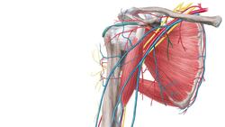 Blood vessels of female breast Instructional Video