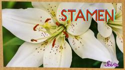 Like Fruit? Thank a Bee! Instructional Video