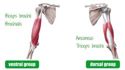 Neurovasculature and lymph nodes of the neck Instructional Video