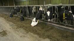 Smart farming keeps lid on harmful gas emissions News Clip