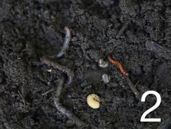 Soil and Rocks: Video Quiz Instructional Video