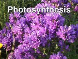 Photosynthesis: Overview of Photosynthesis Instructional Video