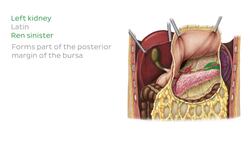 Omental bursa Instructional Video