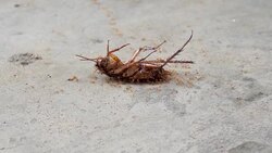 The dead of Cockroach and ants Stock Footage