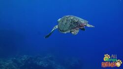 Discovering the World of Sea Turtles Instructional Video
