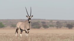 The Oryx Up Close: Footage of the Desert Antelope Stock Footage