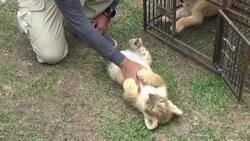 Baby lions and leopard rescued from poachers Instructional Video