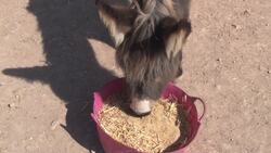 Shelter saves Morocco's sick donkeys from ill fate Instructional Video