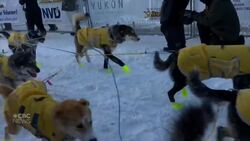 The countdown is on to the Yukon Quest News Clip