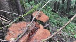 Rash of tree thefts on Vancouver Island sparks calls for more enforcement News Clip