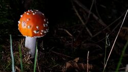 Macro Dolly: Fly agaric Stock Footage