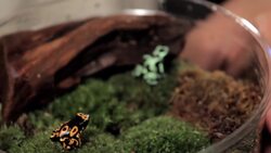 5 Cool Facts about Poison Dart Frogs Instructional Video