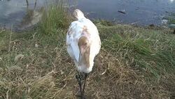 VOICED : Batalla para salvar a la grulla blanca News Clip