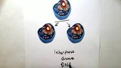 Cell Division Instructional Video