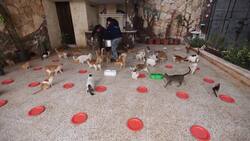 Aleppo man babysits rescued cats in war-torn Syria Instructional Video